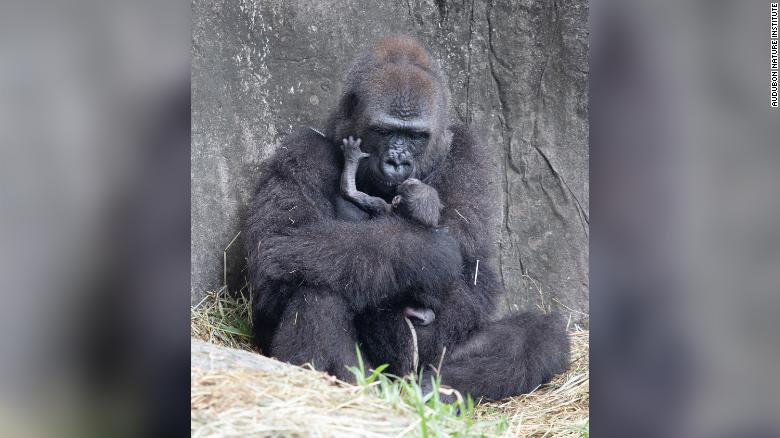 A critically endangered baby gorilla died six days after being born at Audubon Zoo