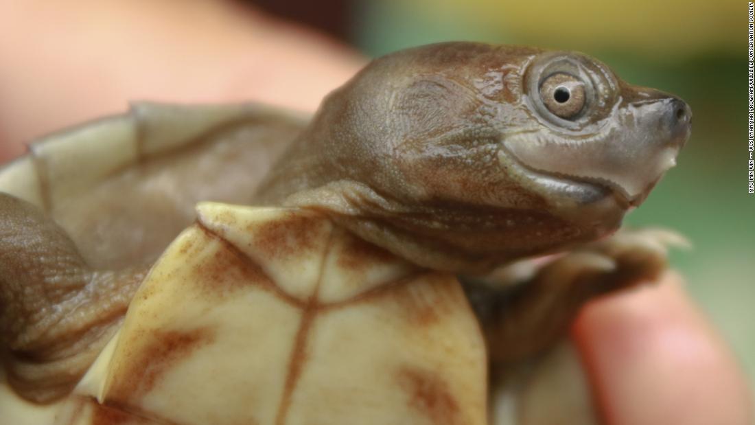 The Myanmar roofed turtle, whose mouth is upturned into a permanent smile, was believed to be extinct until 2001. Found only in Myanmar, its population was decimated by the collection of eggs and live turtles for food and the pet trade.