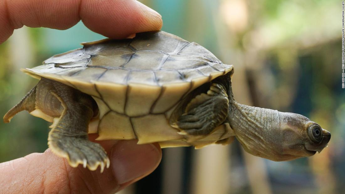 In August 2020, the Wildlife Conservation Society (WCS) and the Turtle Survival Alliance announced they had raised 1,000 of the turtles at a facility in Myanmar, which will soon be released into the wild. The WCS said that the large captive-bred population mean that &quot;the species appears in little danger of biological extinction.&quot; 