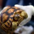 ploughshare tortoise
