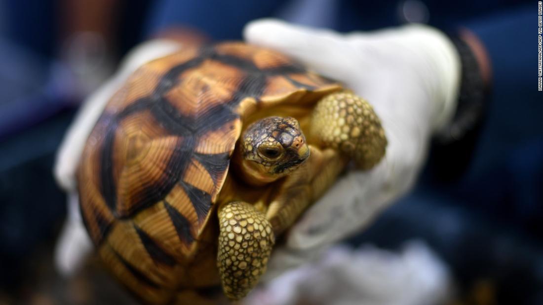 Numbers in the wild rose to around 1,000 individuals in the mid 2000s, but the illegal wildlife trade has decreased numbers to about 500 turtles.&lt;br /&gt;Pictured, Malaysian customs officials foiled an attempt to smuggle hundreds of endangered tortoises into the country from Madagascar, in May 2017. 