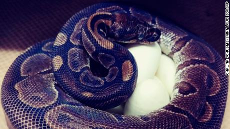 A ball python laid 7 eggs at the Saint Louis Zoo, even though she hasn&#39;t been around a male in years