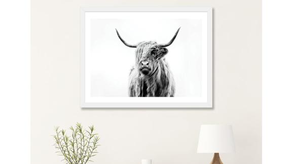 Mercury Row Portrait of a Highland Cow Photograph Print