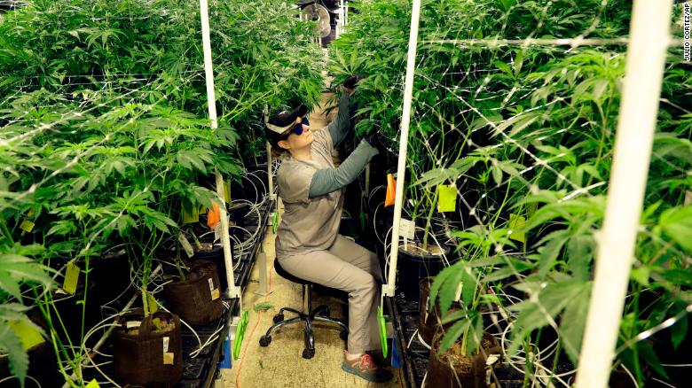 In this Friday, March 22, 2019 photo, Heather Randazzo, a grow employee at Compassionate Care Foundation&#39;s medical marijuana dispensary, trims leaves off marijuana plants in the company&#39;s grow house in Egg Harbor Township, New Jersey. A ballot initiative to legalize recreational cannabis is going before New Jersey voters this November.  (AP Photo/Julio Cortez)