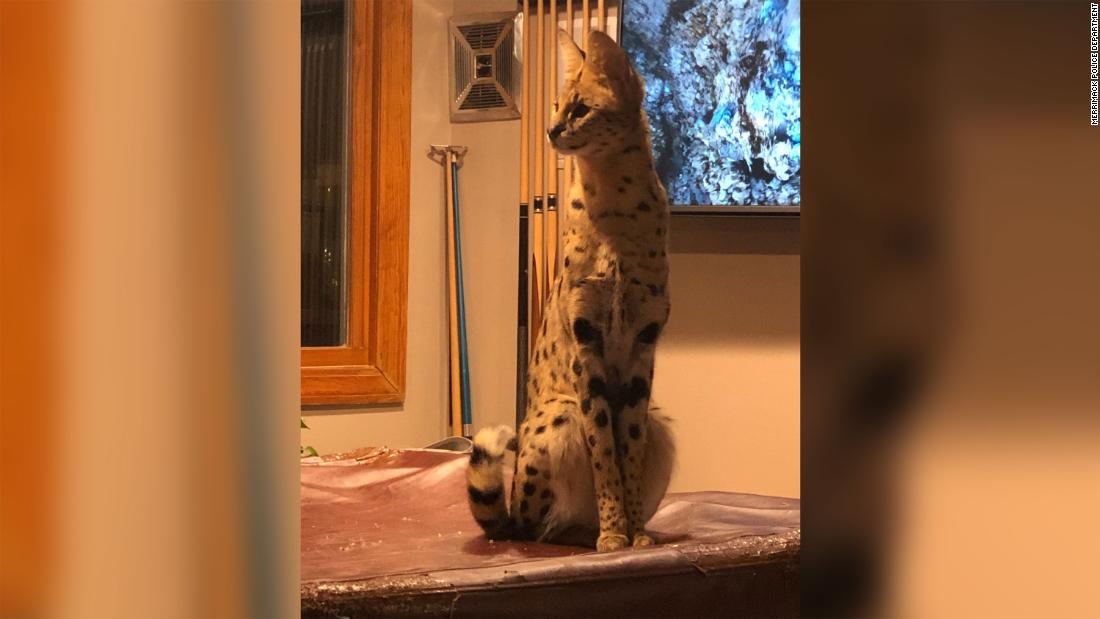 Police Search For A Missing Domesticated Exotic Cat Has A Happy Ending Cnn