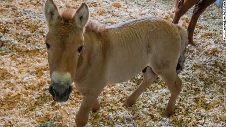 A clone of the endangered Przewalski’s horse is born of DNA saved for 40 years