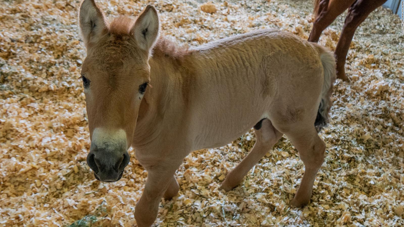 Przewalski's horse: Cloned colt could help preserve this endangered ...