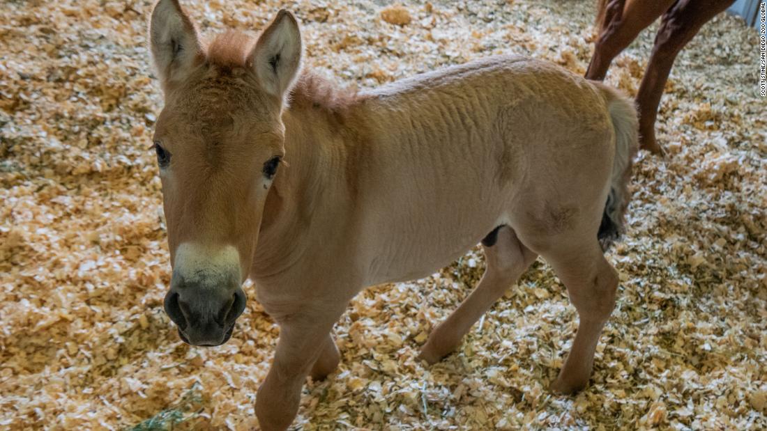 Scientists recently &lt;a href=&quot;https://edition.cnn.com/2020/09/12/us/cloned-przewalskis-horse-trnd/index.html&quot; target=&quot;_blank&quot;&gt;cloned a Przewalski&#39;s horse &lt;/a&gt;for the first time. The cloned colt was born at a Texas veterinary facility August 6 to a domestic surrogate mother, according to San Diego Zoo officials. The foal, named Kurt, will be moved to the San Diego Zoo Safari Park when he is older, to be integrated into a breeding program.