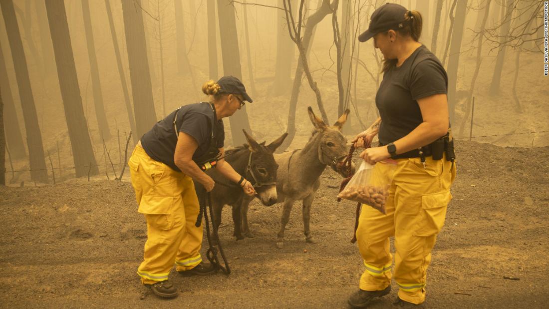 North Valley Disaster Group member Kari Zeitler and Butte County Animal Control officer Linda Newman bridle up two donkeys wandering along a roadside in Berry Creek, California, on September 11. The donkeys were displaced by the Bear Fire.