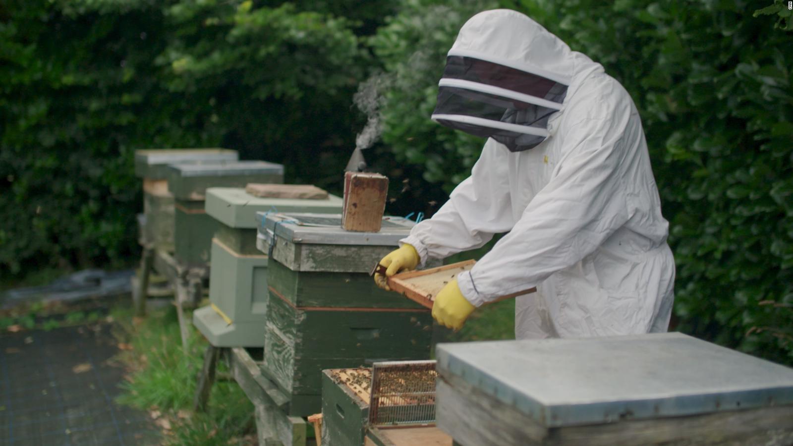How Smart Tech Could Help Save The World S Honey Bees Cnn