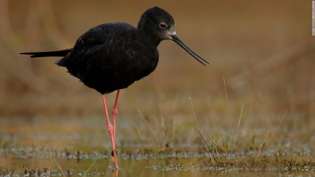 The Black stilt is a wading bird found only in New Zealand. Known as the kakī in Maori, it once ranged across the North and South islands but like the kakapo, it is a victim of predators introduced to the country, including stoats, ferrets and rats. In 1981, their numbers had fallen to just 23 adult birds. 