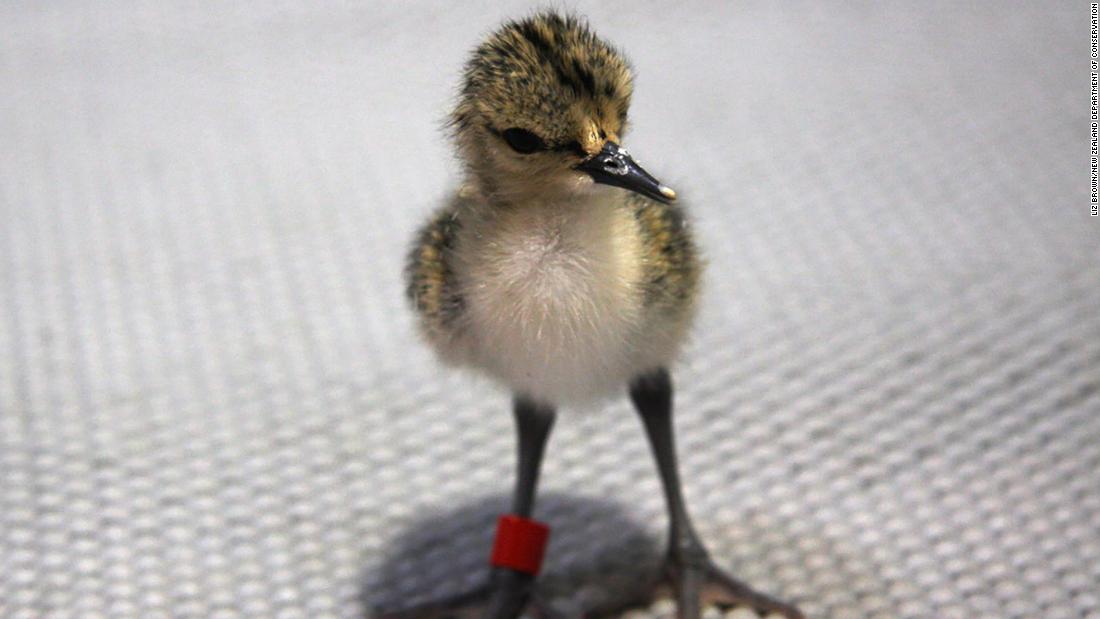 Since then, predator trapping and a captive breeding program involving the government and conservation groups has increased numbers to 169 adults. In August 2020, the program released 104 captive-bred individuals into the wild. This one-day-old chick hatched at a captive breeding center run by the Department of Conservation.