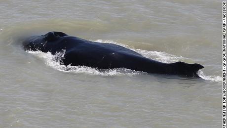 Three whales were first seen in the river, but experts believe only one remains.