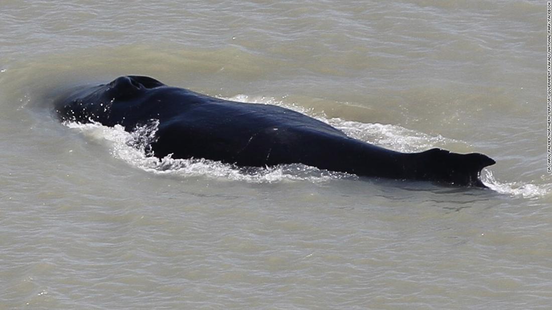 Humpback whale stranded in crocodile-infested river In Australia's Kakadu  National Park | CNN