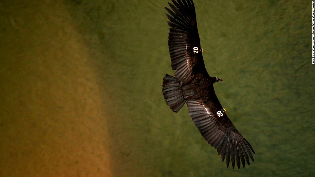 Famed for its 3-meter wingspan, the condor&#39;s fortunes were revived by the breeding efforts of San Diego Zoo, and others, including the The Peregrine Fund.