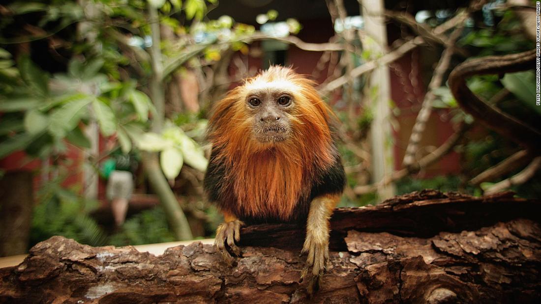 Captive breeding -- where endangered animals in zoos or other facilities are encouraged to reproduce, with the aim of releasing the offspring -- has been credited for saving a number species from extinction in the wild. Pictured, a golden lion tamarin at ZSL London Zoo.