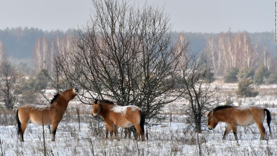 Captive-bred Przewalski&#39;s horses have since been released in Mongolia, China and Kazakhstan. These horses live in the Chernobyl Exclusion Zone.