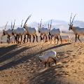 Arabian Oryx Telal Resort 