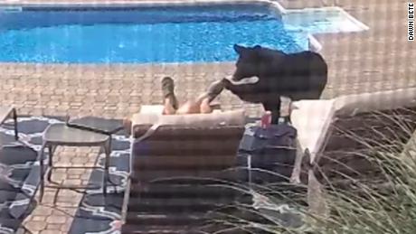 September 2020: Bear caught on video nudging sleeping man's foot