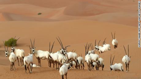 Arabian Oryx at a sanctuary in Umm al-Zamool, United Arab Emirates.
