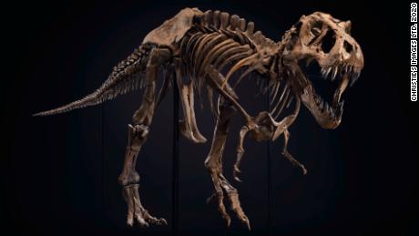 T. rex skeleton sells for $  31.8 million setting new world record 