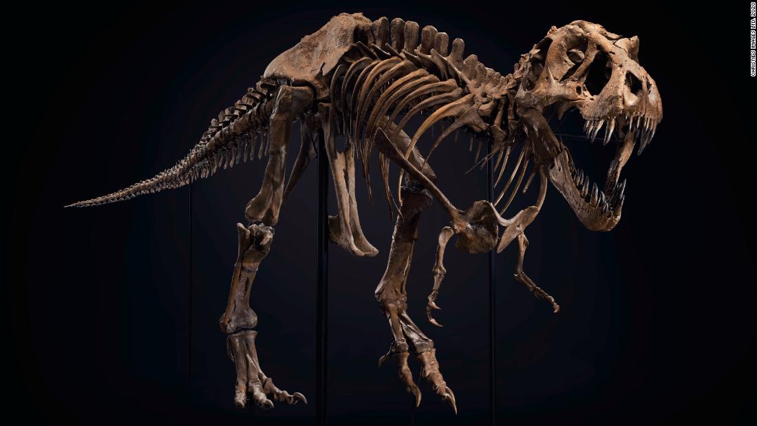  T  rex  skeleton sells for 31 8 million setting new world 