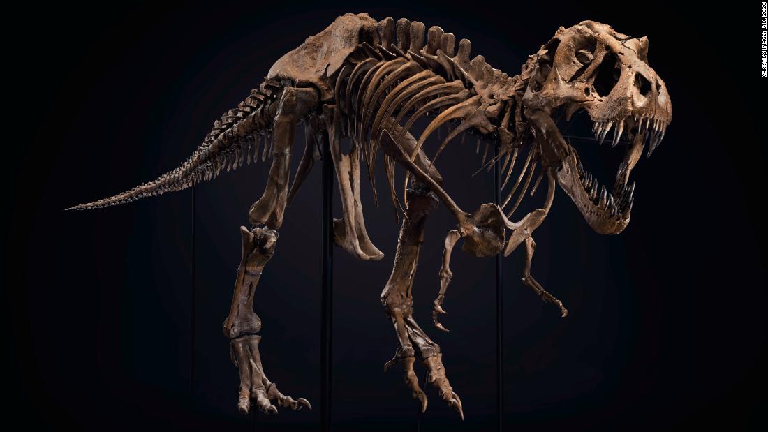 titus t rex skeleton