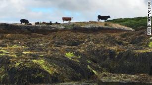 Burping Cows Are Fueling The Climate Crisis. Could Seaweed Solve The ...