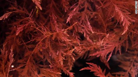 This seaweed could help lower methane emissions. 