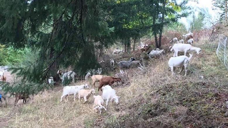 Oregon is trying a furry approach to firefighting: goats