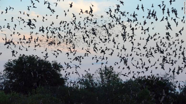 The National Weather Service spotted a massive bat colony on its weather radar