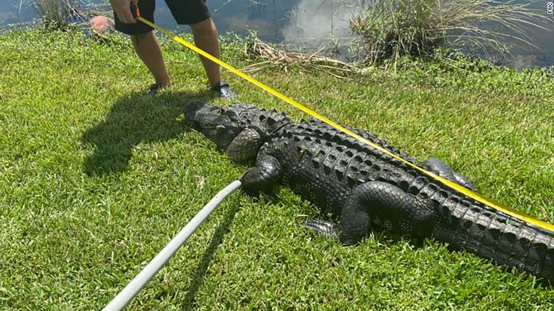 A Florida woman was attacked by a 10-foot alligator while trimming trees