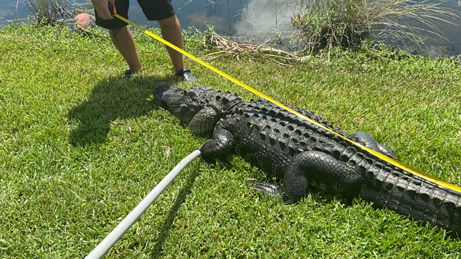 Florida alligator attack A woman was attacked by a 10foot alligator
