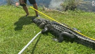 alligator florida trapper trimming attacked gmt 2121 hkt