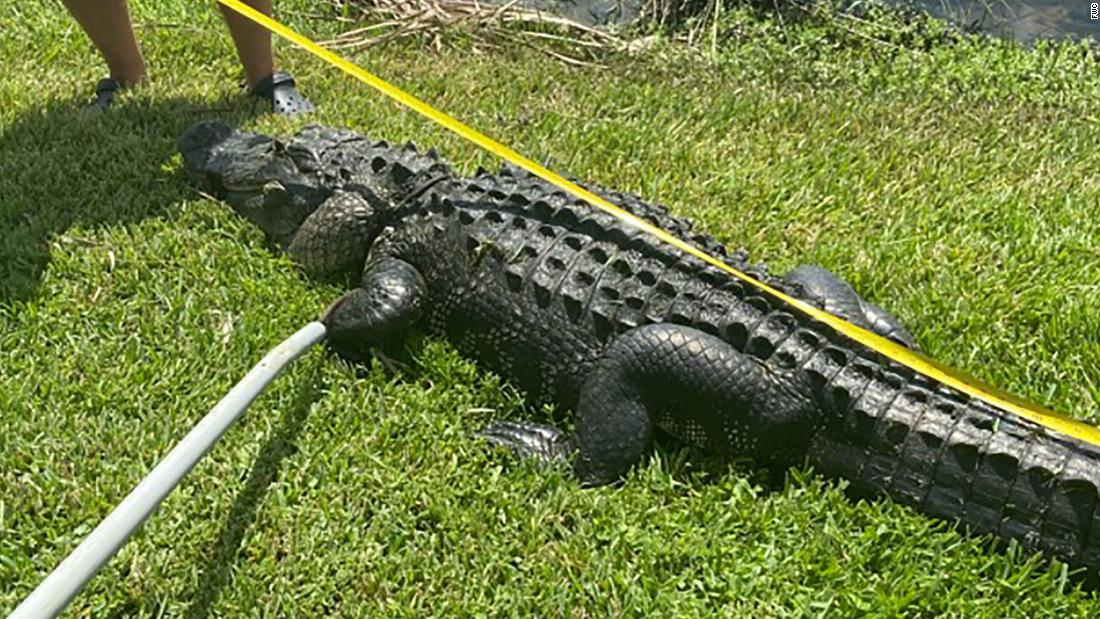 A Florida woman was attacked by a 10-foot alligator while trimming trees