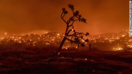 A Joshua Tree burns during the Bobcat Fire in Juniper Hills.