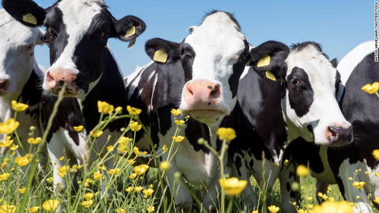 Burping cows are fueling the climate crisis. This company says it’s got a solution