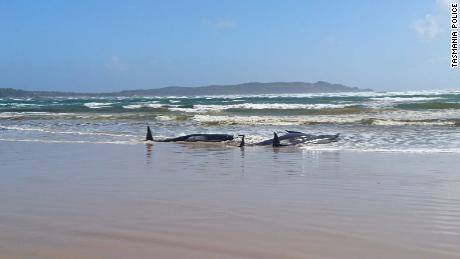 Hundreds of whales are stranded on a sandbank in Australia