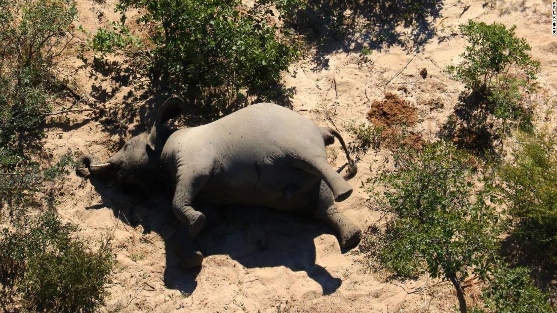 Toxins in water blamed for deaths of hundreds of elephants in Botswana - CNN