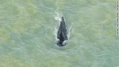 Горбатый кит не может плавать после купания в реке, кишащей крокодилами, в Австралии