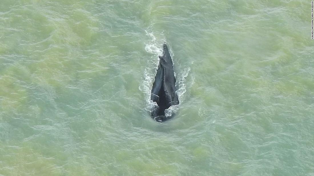 Humpback whale is free after swimming out of crocodile-infested river in Australia