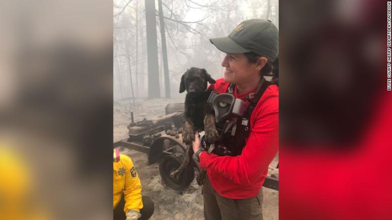 A puppy was pulled from the rubble in an area devastated by wildfires. Rescuers named him Trooper
