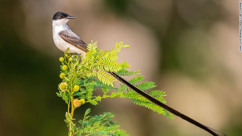 This bird tells rivals like it is by using its feathers to make a chirping noise