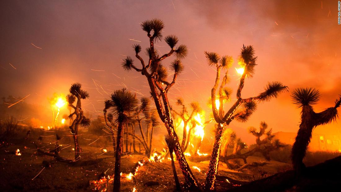 Wind whips embers from Joshua trees burned by the Bobcat Fire in Juniper Hills on September 18, 2020.