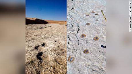 Elephant (left) and camel (right) trackways were discovered.