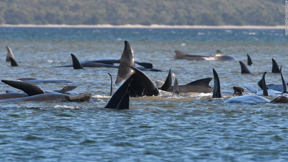australian-officials-race-to-save-hundreds-of-stranded-pilot-whales-after-dozens-die