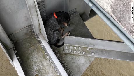 The dog found herself stranded above the Mississippi River.