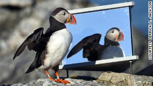 By learning to think like a puffin, this conservationist has saved seabirds around the world