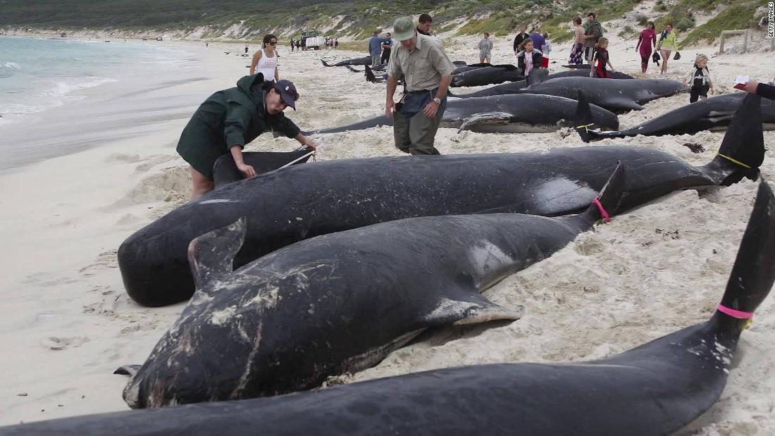 an-estimated-380-whales-die-from-stranding-in-australia-cnn-video