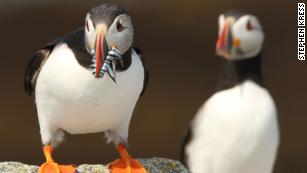 A Puffin Comeback, Science